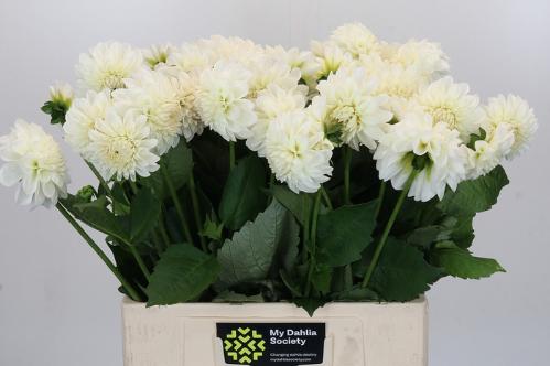 Dahlia Ball Grp 'Boom Boom White'