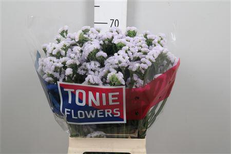 Limonium sinuatum Silky Wings