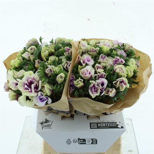 Anemone overig