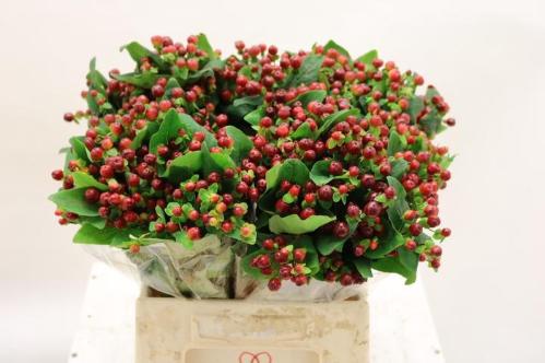 Hypericum x  inodorum Magical Cherry