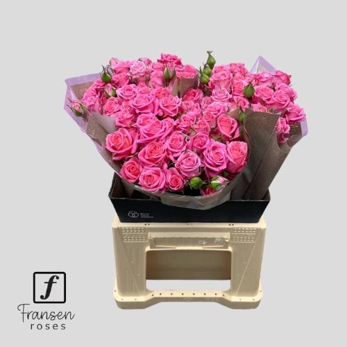 Rosa tros Emilia