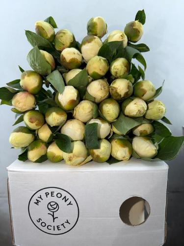 Paeonia Lactiflora Grp 'Bridal Shower'