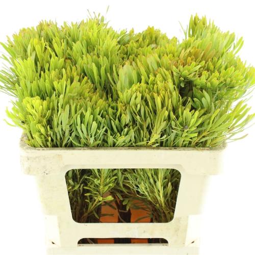 Leucadendron platyspermum