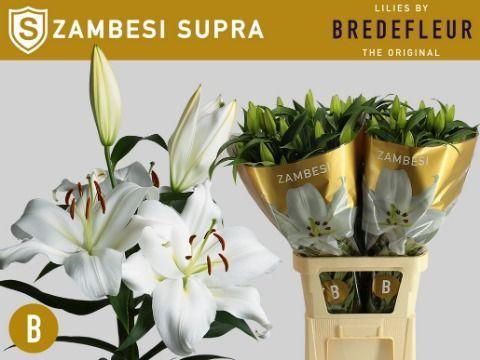 Lilium Oriental x Trumpet Grp 'Zambesi'