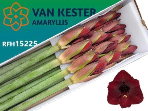 Hippeastrum Galaxy Grp 'Night Fever'