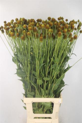 Rudbeckia overig