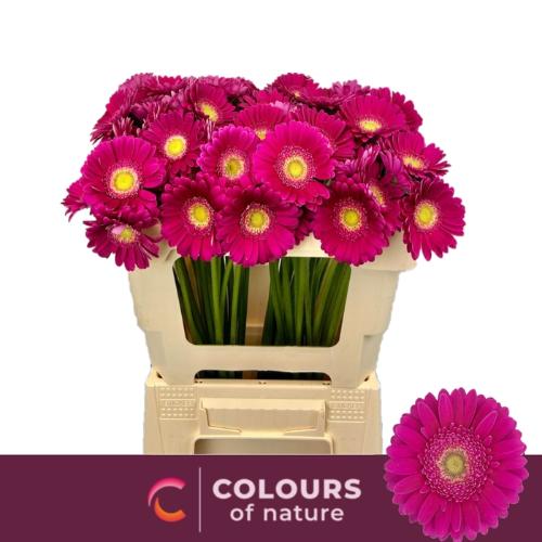 Gerbera mini 'Airplay'
