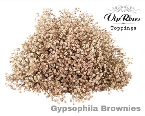 Gypsophila overig kleurbehandeld H%