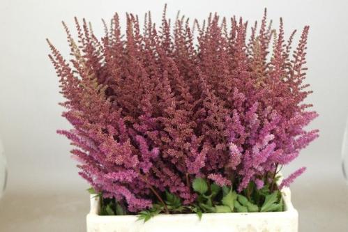 Astilbe 'Maggie Daley'