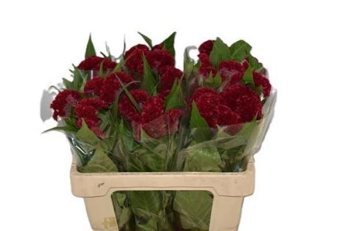 Celosia argentea (Cristata Grp) 'Reprise Velvet'