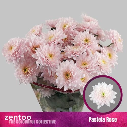 Chrysanthemum (Indicum Grp) tros Pastela Rosé