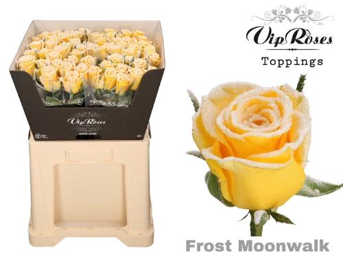 Rosa grootbloemig kleurbehandeld H%