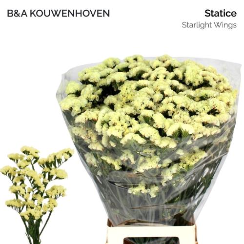 Limonium sinuatum Starlight Wings