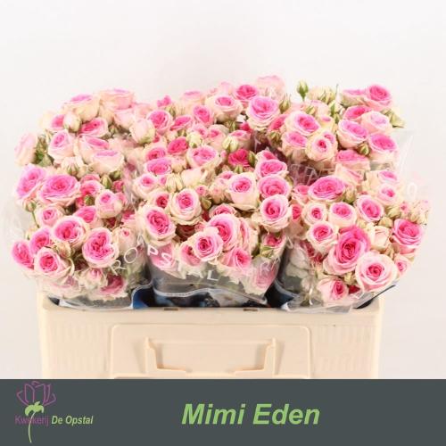 Rosa tros Mimi Eden