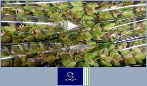 Cymbidium grootbloemig per tak 'Machteld'