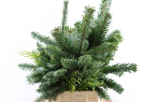 Abies procera Nobilis Groen per bos