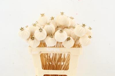 Huis en tuindecoratie overig H%