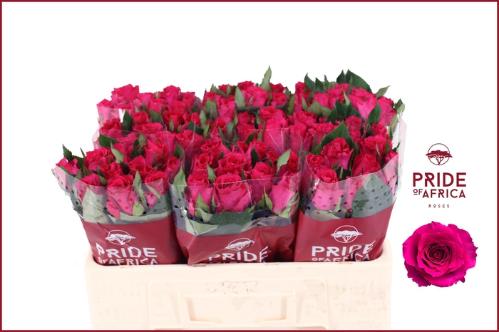 Rosa grootbloemig Xenon