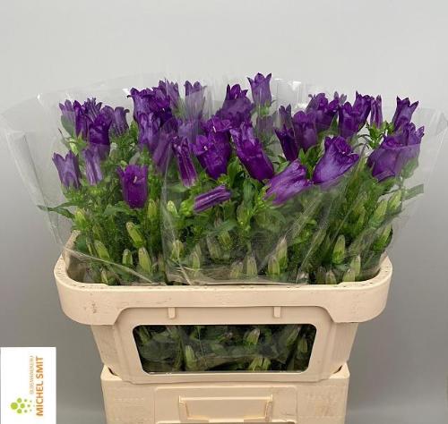 Campanula medium 'Champion Blue'