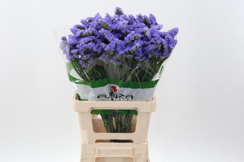 Limonium sinuatum overig