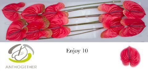 Anthurium Andreanum Grp 'Enjoy'