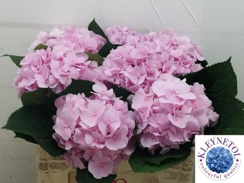 Hydrangea macrophylla 'Verena'