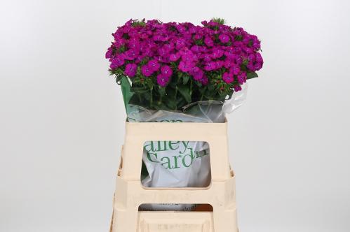 Dianthus barbatus 'Amazon Neon Purple'