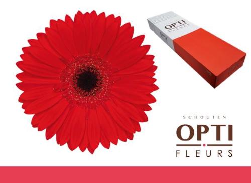 Gerbera grootbloemig 'Blinddate'