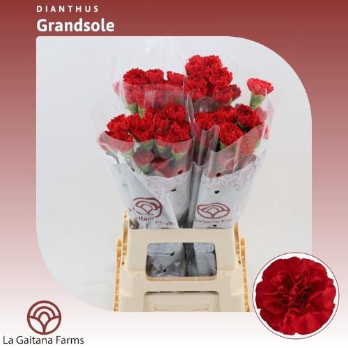 Dianthus standaard 'Grandsole'