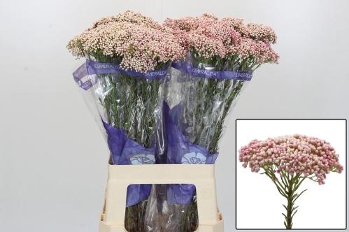 Ozothamnus 'Cooks Tall Pink'