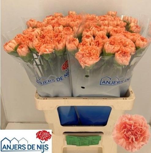 Dianthus standaard Gobi