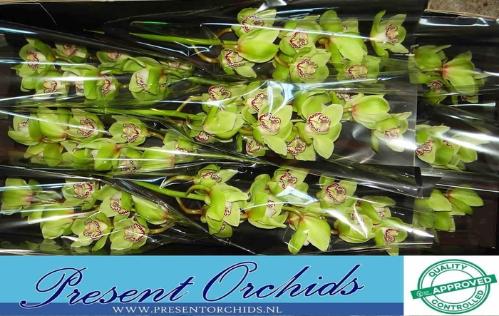Cymbidium grootbloemig per tak 'Mrs.Robin Hood'