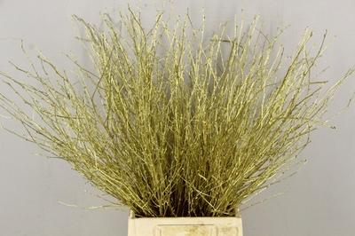 Betula per bos kleurbehandeld