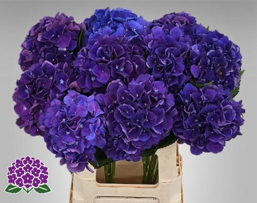 Hydrangea macrophylla Royal King