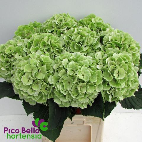 Hydrangea macrophylla 'Sweet Verena' (classic)