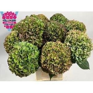 Hydrangea macrophylla Royal Pride (classic)