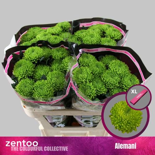 Chrysanthemum (Indicum Grp) geplozen Alemani