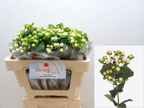 Hypericum x inodorum Magical Snowprince