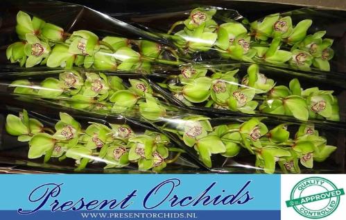 Cymbidium grootbloemig per tak 'Mrs.Robin Hood'