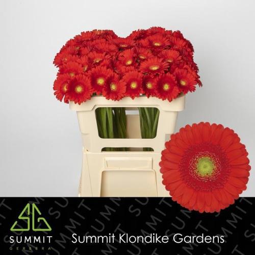 Gerbera grootbloemig 'Curry'