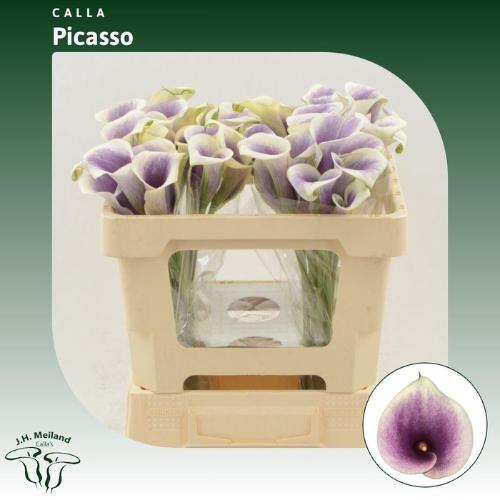 Zantedeschia 'Picasso'