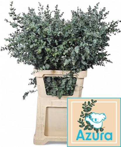 Eucalyptus gunnii Azura