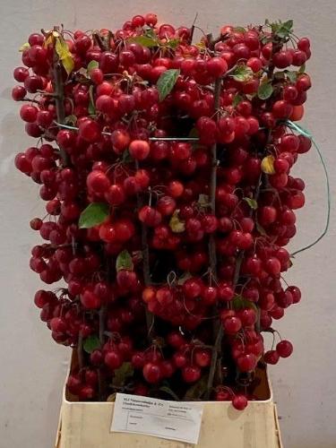 Siervruchten per tak Malus 'Red Sentinel'