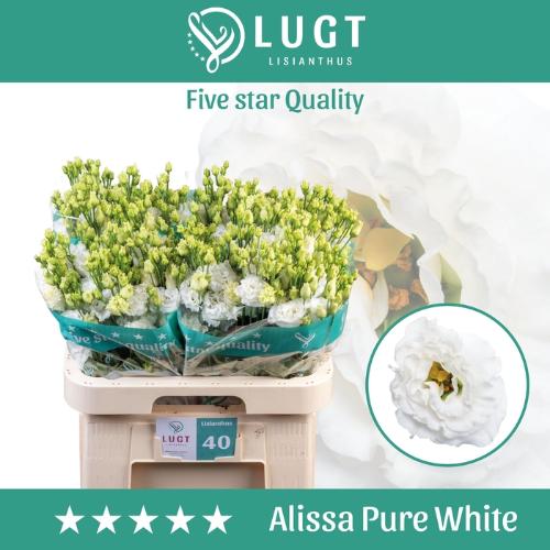 Eustoma russellianum gevuldbloemig 'Alissa Pure White'