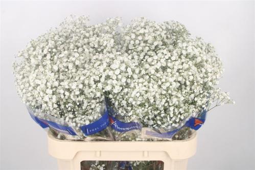 Gypsophila paniculata Xlence