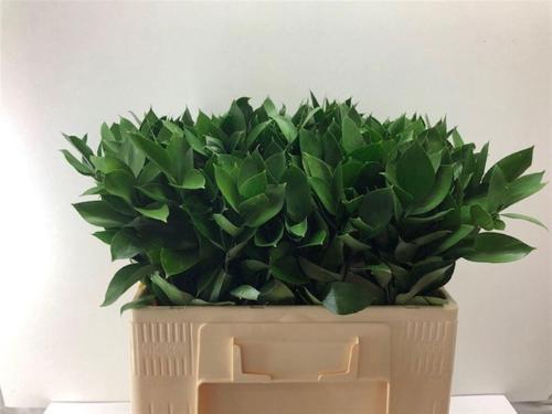 Ruscus hypophyllum (groot blad)