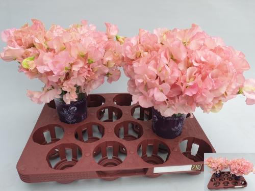 Lathyrus odoratus (Spencer Grp) 'Parfum Salmon'