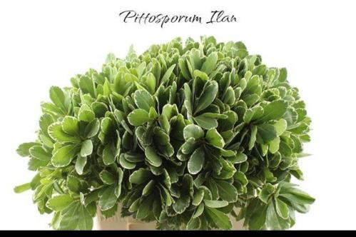 Pittosporum 'Ilan'