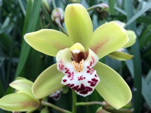 Cymbidium mini per tak King Arthur 'Camelford'