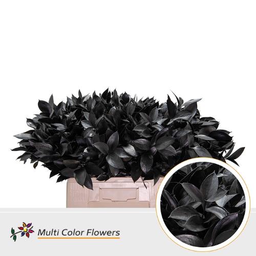 Ruscus kleurbehandeld H%